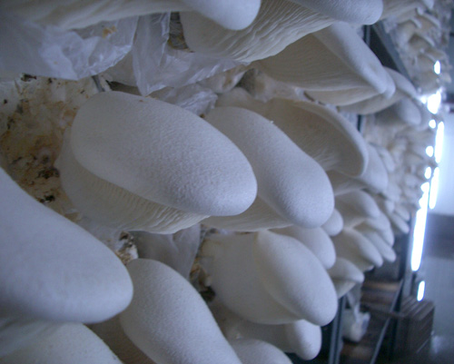 White Elf Mushroom Spawn